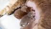 Cat Moms Nursing Their Cute Baby - cat moms nursing their cute baby kittens videos compliation 2021