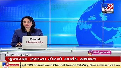 Lion pride spotted in rural areas of Gondal, video goes viral _ Rajkot _ TV9News