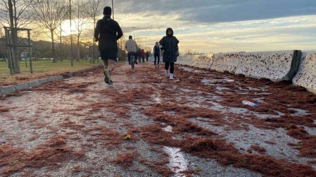 Caddebostan sahilini yine kırmızı renkli yosunlar kapladı