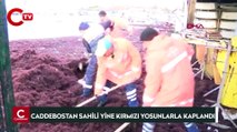 Kadıköy Caddebostan sahilini yine kırmızı renkli yosunlar kapladı