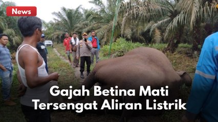 GAJAH SUMATERA DITEMUKAN MATI TERSENGAT LISTRIK !!