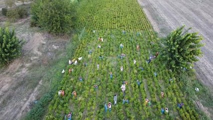 Bilecikli kırmızı biber üreticileri için hasadın ardından öğütme telaşı başladı