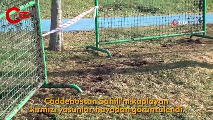 Caddebostan Sahili yeniden kırmızı yosunlarla kaplandı