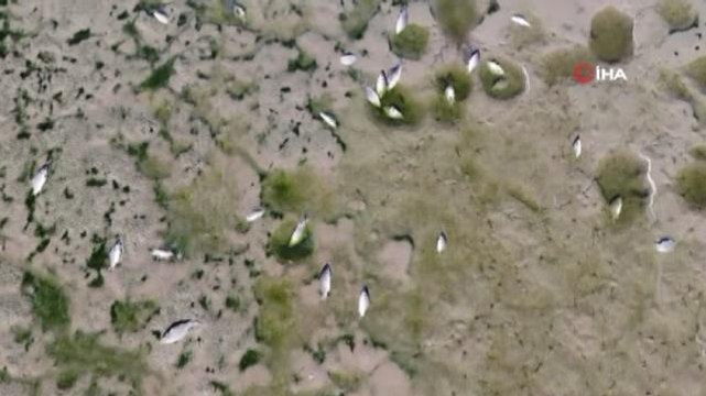 Bulduk baraj gölündeki balıklar telef oldu