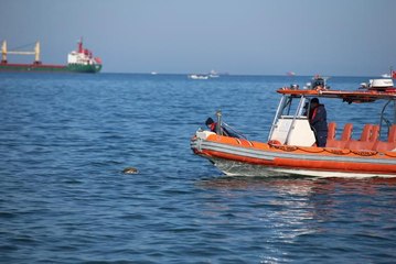 Son dakika haberi... İskenderun Körfezi'nde ölü caretta caretta bulundu