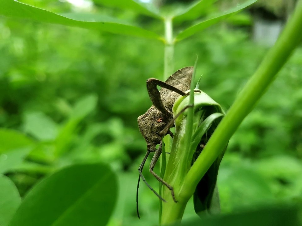 Insect on the leaf