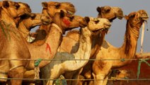 Suudi Arabistan'da botoks yaptıran develer güzellik yarışmasından diskalifiye edildi! Büyük ödül ise tam 66 milyon dolar