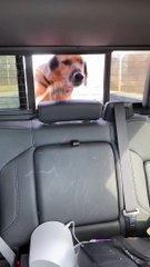 Lonely Pup in Truck Joins Its People