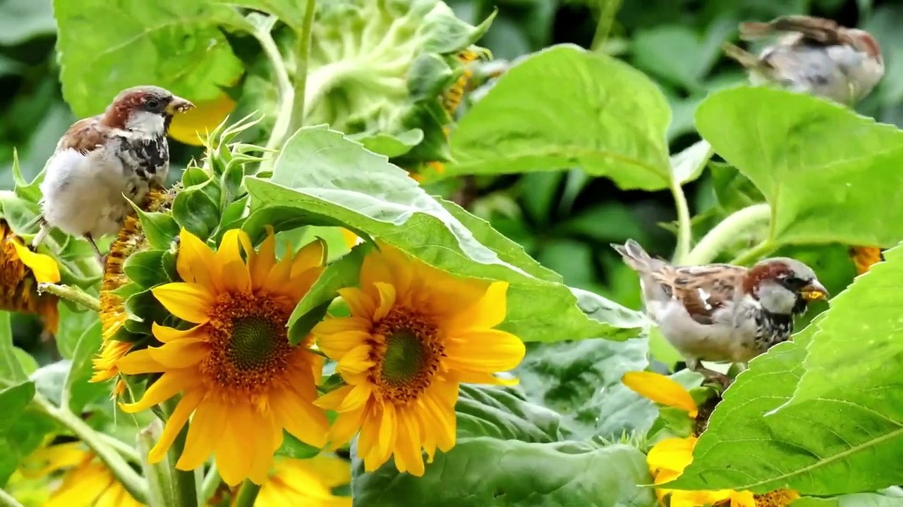 Betapa_Tenangnya_Melihat_Keindahan_Burung_Burung_Di_alam(1080p)