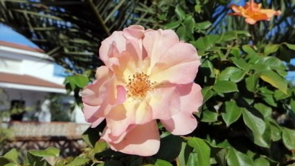 Pretty pink flower Islantilla, Huelva province, Andalusia, Spain, sunny day.