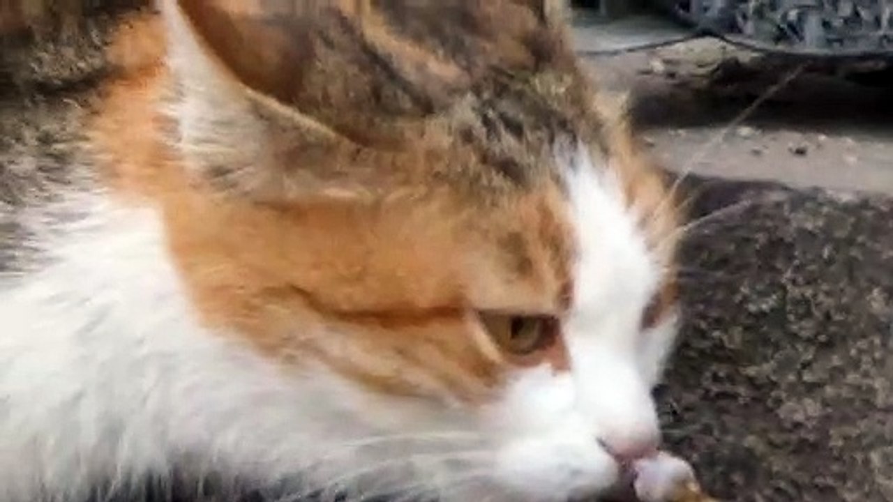 Nice cat eating