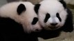 Regardez la première sortie des jumelles panda du zoo de Beauval