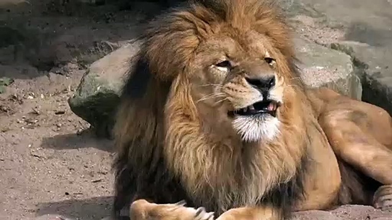 The biggest lion