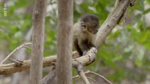 Les petits des animaux sauvages - Chico, le singe capucin