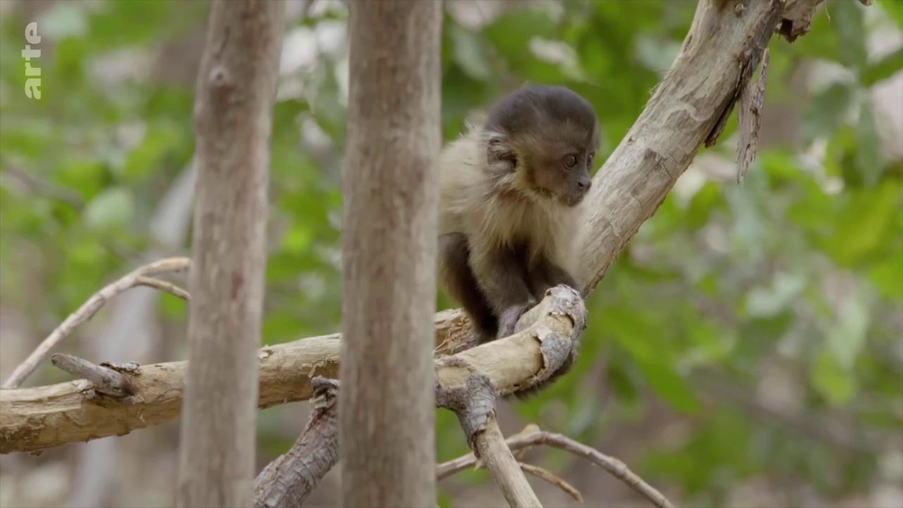 Les petits des animaux sauvages - Chico, le singe capucin