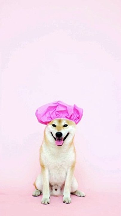 Why is this dog wearing a cap? Let us hear it from itself here