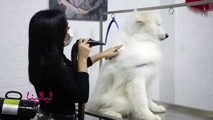 عن سعادة الكلب   انتظروا لقاء ليالينا مع أول مصففة شعر للكلاب "ضحى رزق"