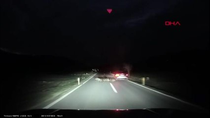 Seyir halindeki otomobil domuz sürüsüne çarptı