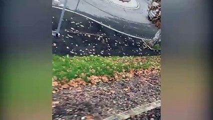 Video choc: ragazzini aggrappati al treno in corsa tra Modena e Reggio Emilia