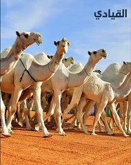 استبعاد أكثر من 40 جملاً من مهرجان الملك عبدالعزيز بسبب عمليات التجميل