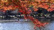 4K Tokyo Autumn Color Spots Inokashira Park, Musashino City, Tokyo Japan 紅葉スポット　東京都　武蔵野市　井の頭恩賜公園
