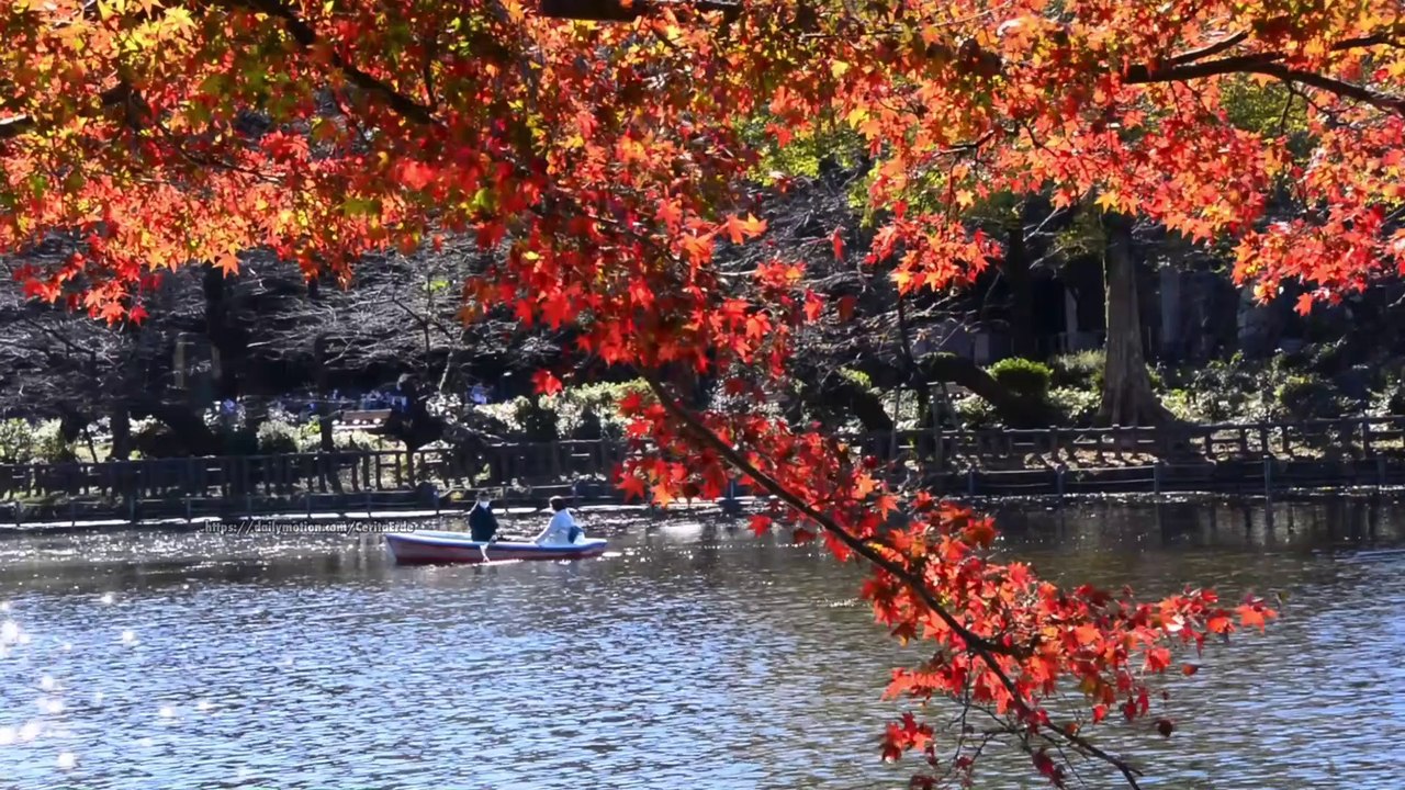 4K Tokyo Autumn Color Spots Inokashira Park, Musashino City, Tokyo Japan 紅葉スポット　東京都　武蔵野市　井の頭恩賜公園