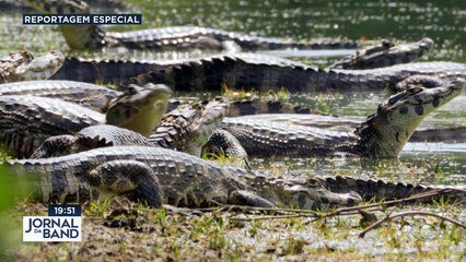 O Brasil é um país tão rico em belezas naturais que tem paraísos turísticos pouco conhecidos ainda hoje. Conheça agora as belezas de uma região pantanosa que fica em pleno Nordeste!