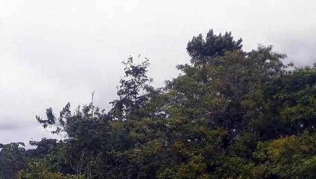 Airbus A320 PR-TYL na aproximação final antes de pousar em Manaus vindo de Guarulhos