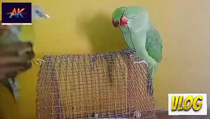 #dalymotion#  AK vlogs rk#   piyara tota