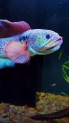 Ikan Channa paling galak