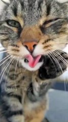 CUTE CATS SLOW-MOTION BEAUTIFUL  SATISFACTION VIDEO