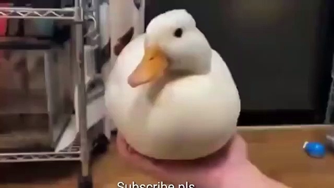 Duck song