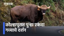 Kolhapur l कोल्हापूरकरांना पुन्हा एकदा दिसला गवा l Kolhapur residents once again saw bison l Sakal