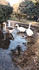 Ducks  Video By Kingdom of Awais