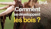 Comment se développent les bois des cervidés