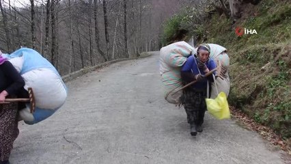 Karadeniz kadınının kuru yaprak mesaisi... Onlarca kiloluk ağırlıkları sırtlarında taşıyorlar