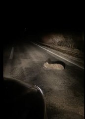 VAŞAK, YOL ORTASINDA GÖRÜNTÜLENDİ