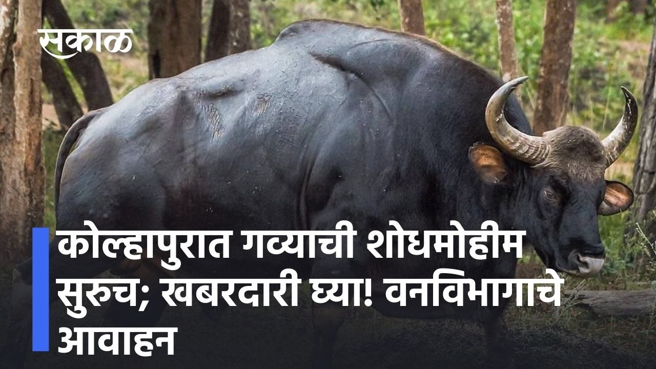 Kolhapur l  कोल्हापुरात गव्याची शोधमोहीम सुरुच; खबरदारी घ्या! वनविभागाचे आवाहन l Sakal