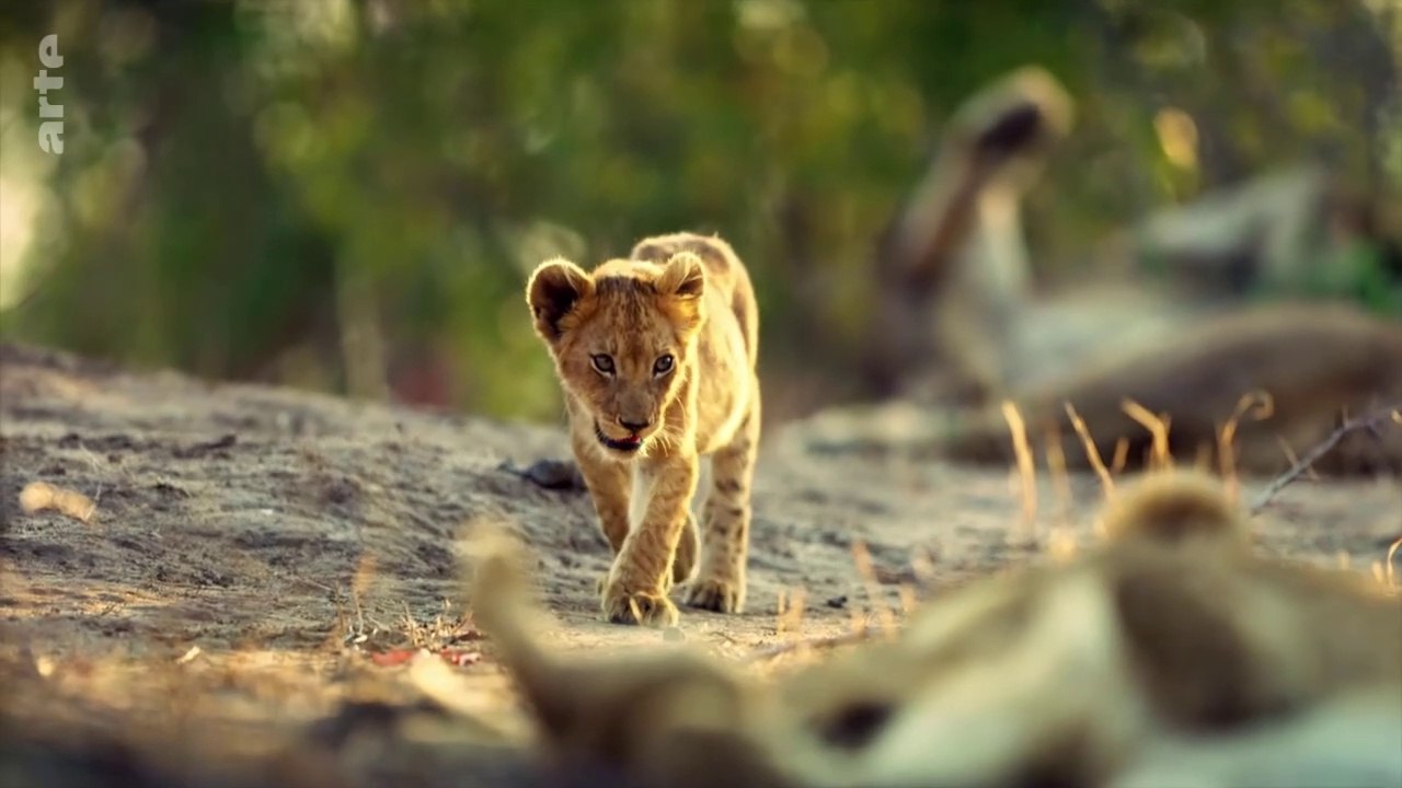 Les petits des animaux sauvages - Chinga la lionne