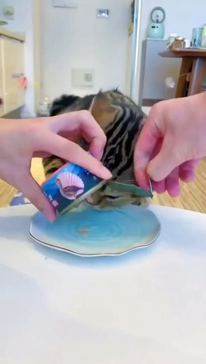 Cat Dinner Time | Funny Cats | Cute Cats | AR Studio