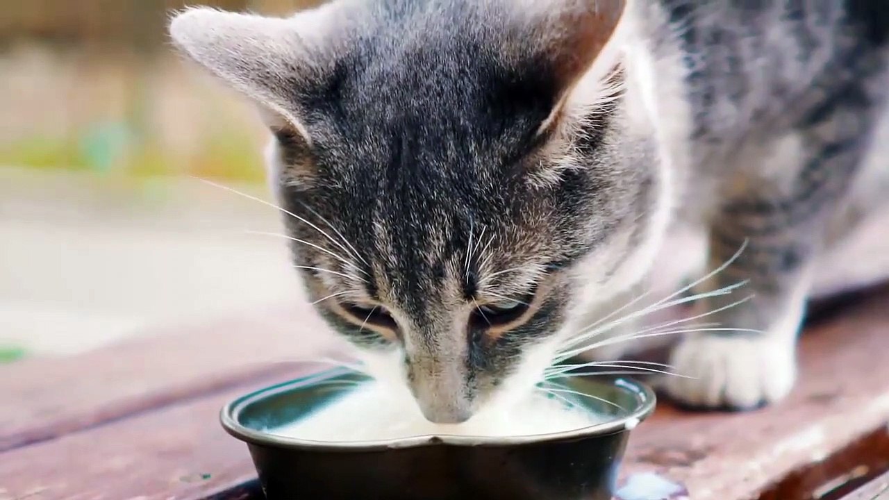 Cat Dinner Time | Funny Cats | Cute Cats | AR Studio