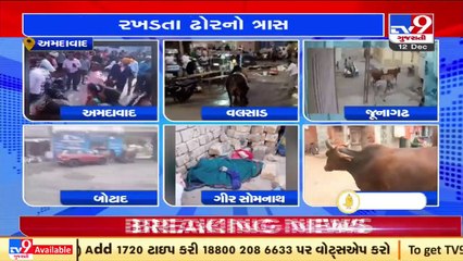 Citizens across the state in danger due to the nuisance of stray cattle _Gujarat _Tv9News