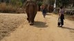 Here comes the elephant procession straight at you... BEWARE !!! | funny pets | elephants | elephant