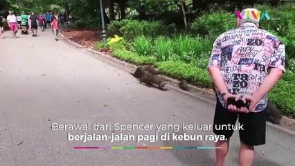 Apes! Pria Ini Diserang Puluhan Berang-Berang yang Menggila