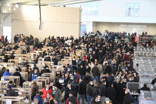 TEKİRDAĞ'DA EVCİL KANATLILAR FESTİVALİ'NE YOĞUN İLGİ