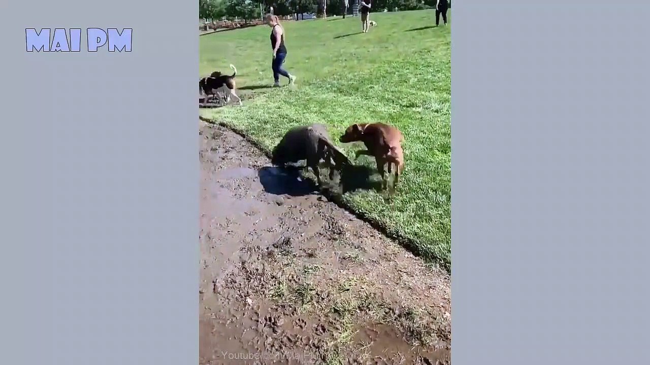 Funny Dog Videos 2020  It's time to LAUGH with Dog's life