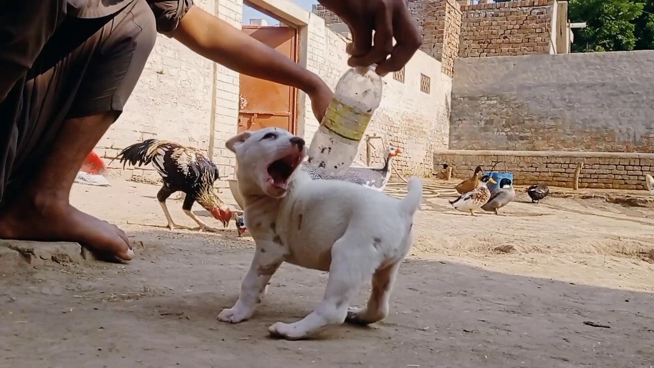 Our Cutest Pet Baby Bully Dog Puppy Love To Play With Bottle