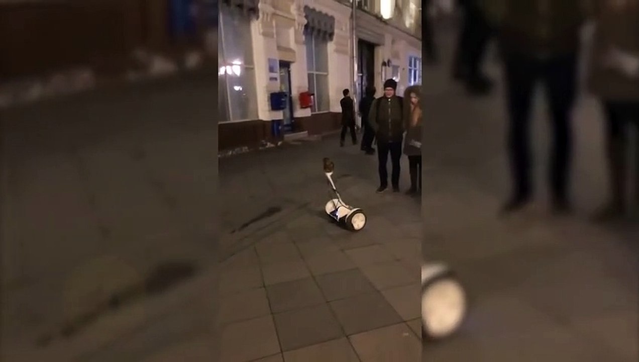 Ce hibou se balade tranquillement en hoverboard
