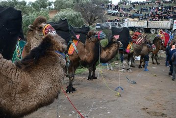 Son dakika haberi... Turgutlu'da "7. Geleneksel Deve Güreşi" yapıldı