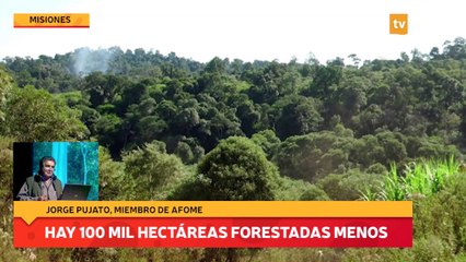 AFOME: hay 100 mil hectáreas forestadas menos